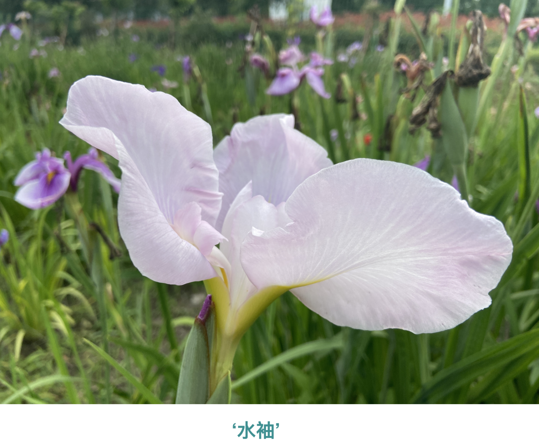人文動態丨16個新品種獲國際登錄！人文園林鳶尾研究再取佳績