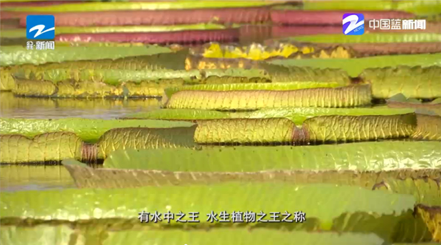 1539917628971958pDA4.jpg 1.jpg