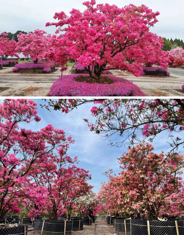 168801984112348859CA.png image.png